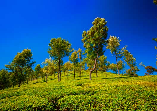 traveldilse-Serene Coonoor